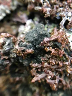 Moelleropsis nebulosa thumbnail 3