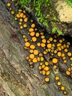 Scutellinia erinaceus thumbnail 3
