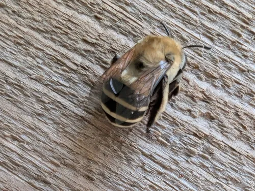 Anthophora walshii