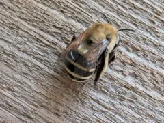 Anthophora walshii thumbnail 1