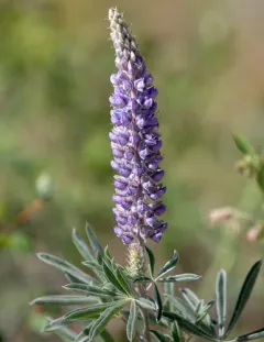 Velvet Lupine thumbnail 3