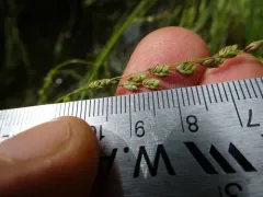 limp mannagrass thumbnail 1
