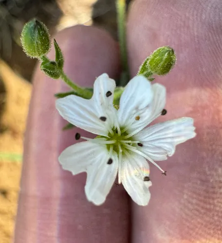 tuber starwort