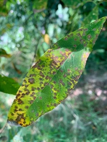 Cylindrosporium nuttalliae