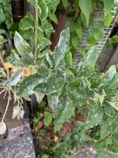 Arthrocladiella mougeotii thumbnail 1