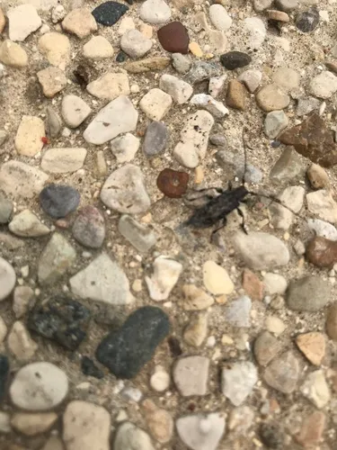 Pauper Longhorned Beetle