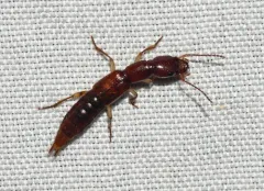 Homaeotarsus badius thumbnail 2