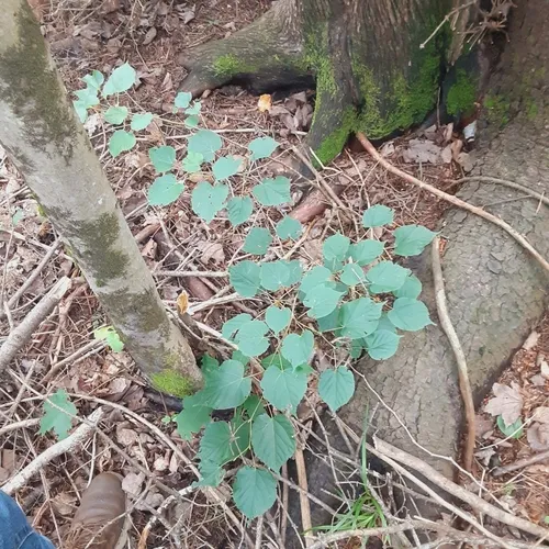 Small-leaved Lime