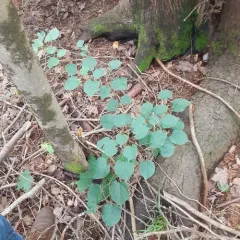 Small-leaved Lime thumbnail 1