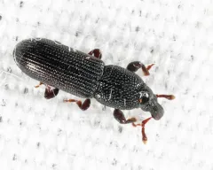Eastern Pine Bark Weevil thumbnail 2