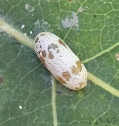 Charops annulipes thumbnail 3