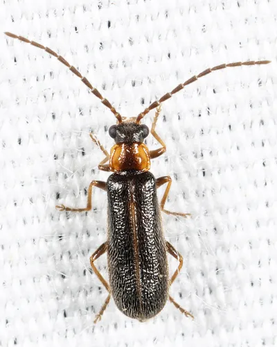Rhagonycha nanula