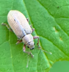 Pachyrhinus elegans thumbnail 4