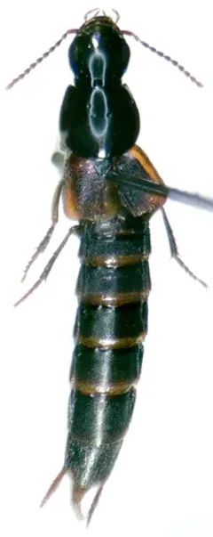 Quedius labradorensis thumbnail 2