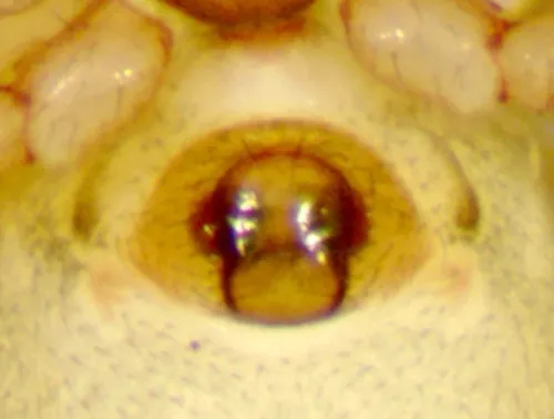 Walckenaeria palustris
