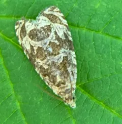 Raspberry Leafroller Moth thumbnail 3