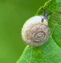 Hairy Snail thumbnail 4