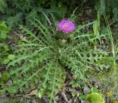 dwarf thistle thumbnail 3