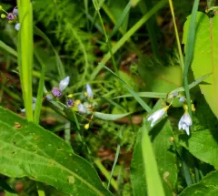 narrow-leaved blue-eyed grass thumbnail 3