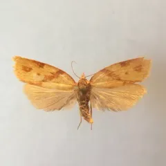 One-lined Sparganothis Moth thumbnail 4