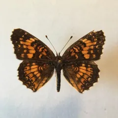 Harris's Checkerspot thumbnail 4