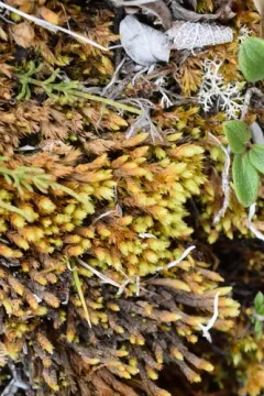 Acutetip Aulacomnium Moss thumbnail 2