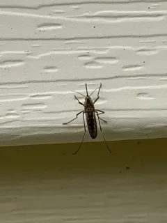 Northern Floodwater Mosquito thumbnail 4