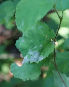 Erysiphe cornutae thumbnail 3