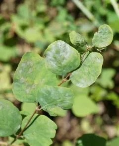 snowberry powdery mildew thumbnail 3