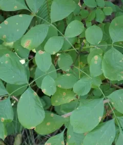 Mycosphaerella fraxinicola thumbnail 3