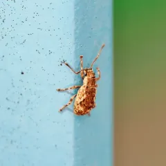 Peach Root Weevil thumbnail 4