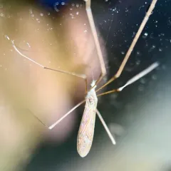Pseudolimnophila luteipennis thumbnail 4