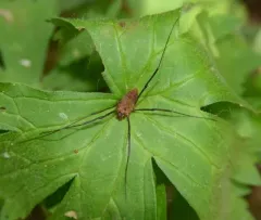 Leiobunum calcar thumbnail 3