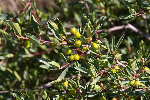 Sierra coffeeberry
