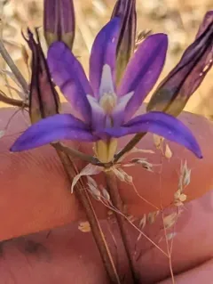 Indian Valley Brodiaea thumbnail 4