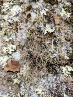 Spiny Gray Horsehair Lichen thumbnail 4