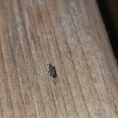 American Billbug Weevil thumbnail 2