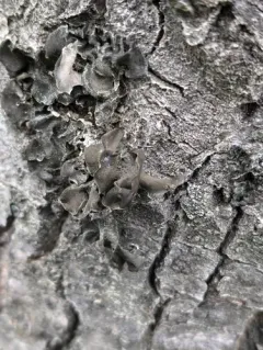Bearded Jellyskin Lichen thumbnail 3