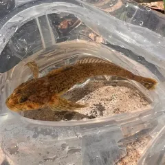 Shorthead Sculpin thumbnail 4