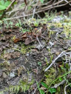 Naked Kidney Lichen thumbnail 3
