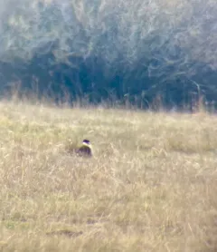Crested Caracara thumbnail 4
