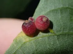 Caryomyia tuberidolium thumbnail 4
