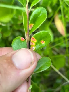 Exobasidium arctostaphyli thumbnail 2