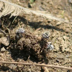 Urbane Digger Bee thumbnail 2