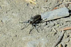 Lasiopogon trivittatus thumbnail 3