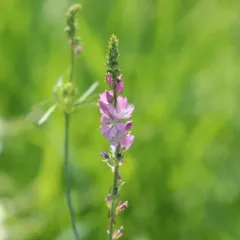 Oregon Checker-mallow thumbnail 3