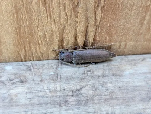 Rust Pine Borer