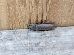 Rust Pine Borer thumbnail 1