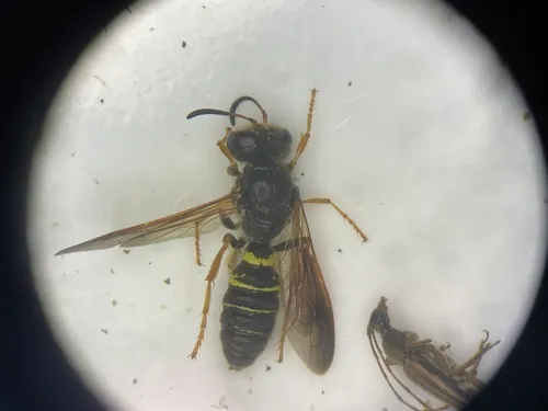 Eucerceris zonata