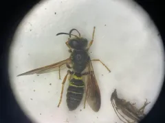 Eucerceris zonata thumbnail 1